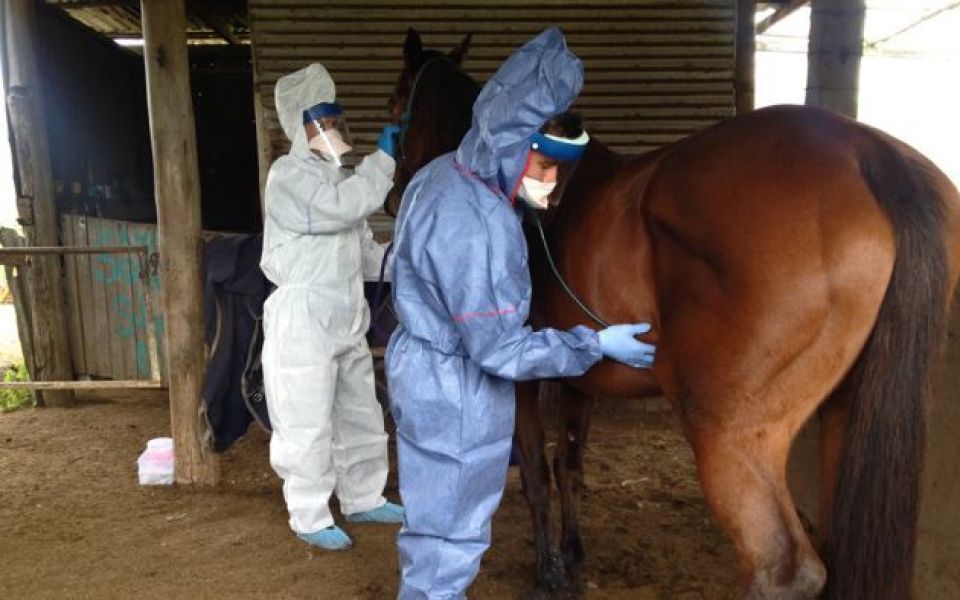 Lethal Hendra virus re-emerges in Queensland for the first time five years