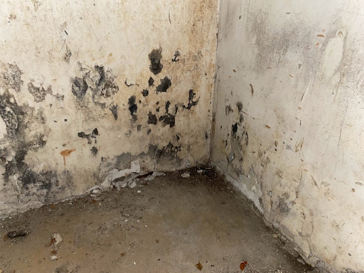 Mold Detection