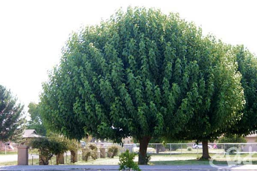 Fastest Growing Trees