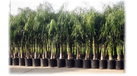 Palm Trees as Climate Allies: How They Improve Comfort in Hot Cities