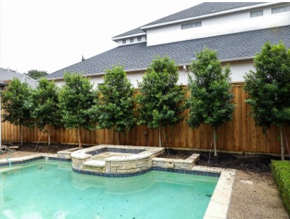 cherry laurel tree