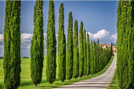 Italian Cypress