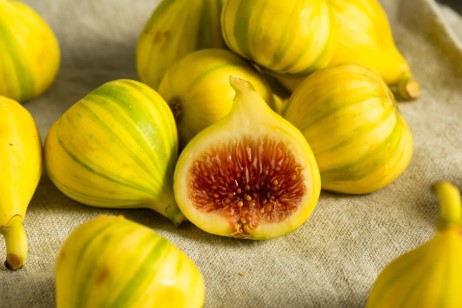 fig tree
