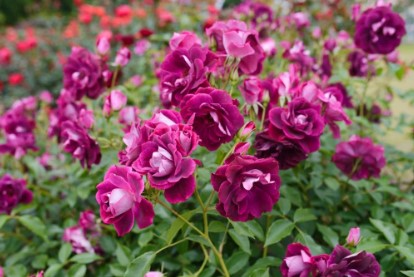 Iceberg roses