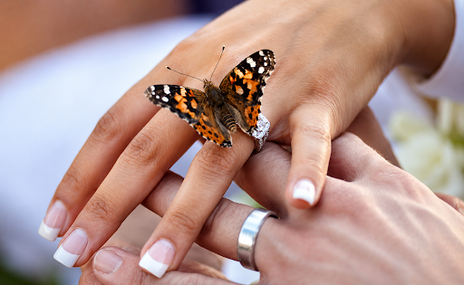 Butterfly Release Near Me: A Meaningful Way to Celebrate Special Moments