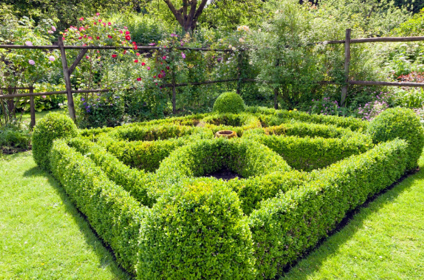 Hedge Plants: A Practical Guide To Choosing And Growing Them
